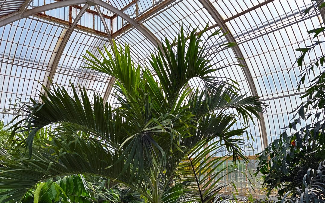 ACTIVITY | Exploring the Wonders of Kew Gardens: A Paradise for Young Explorers