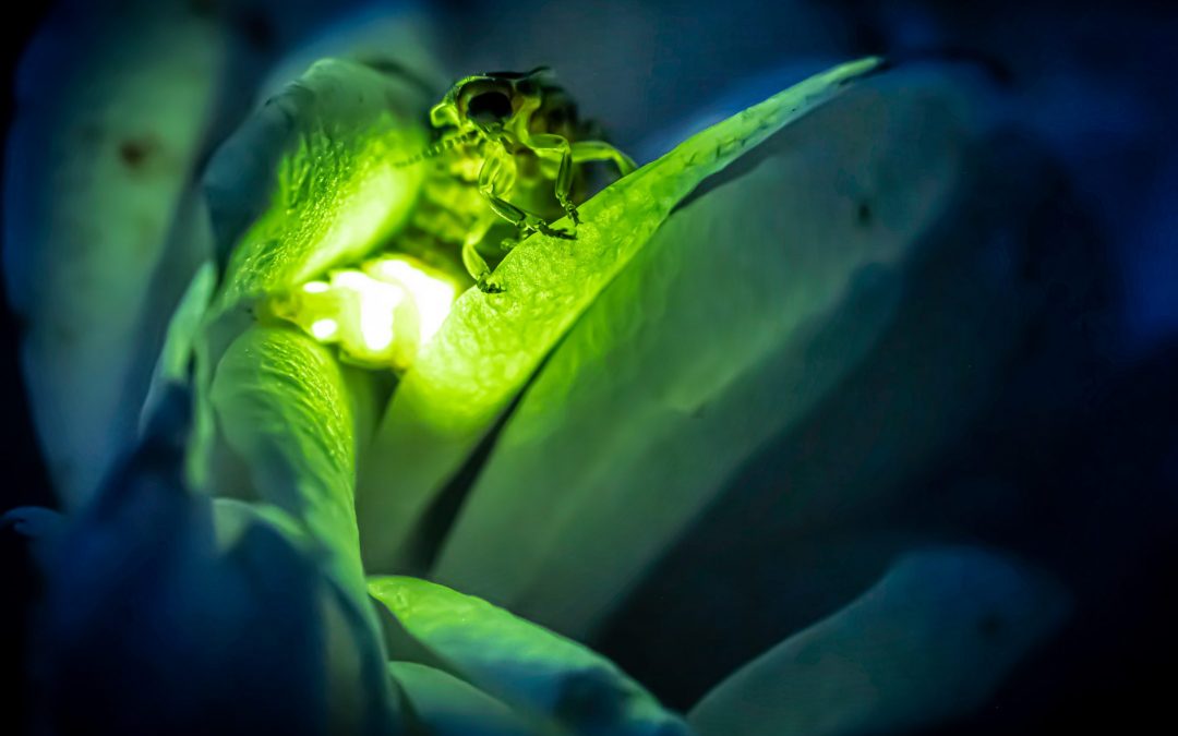 The Mystery of the Disappearing Fireflies